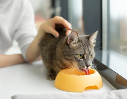 how to tell if cat is constipated