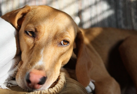 what to feed a dog with diarrhea