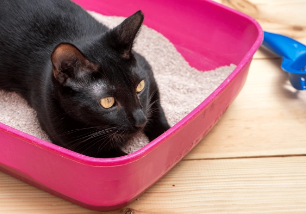 How to Tell if Your Cat Is Constipated: Signs, Causes & Home Remedies