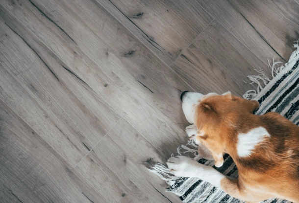 dog urine color chart dog urine color chart