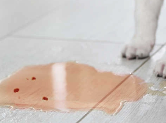 brown urine in dogs causes brown urine in dogs causes