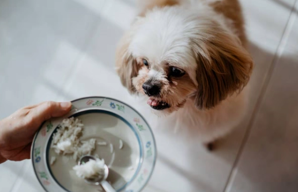 dog upset stomach remedies