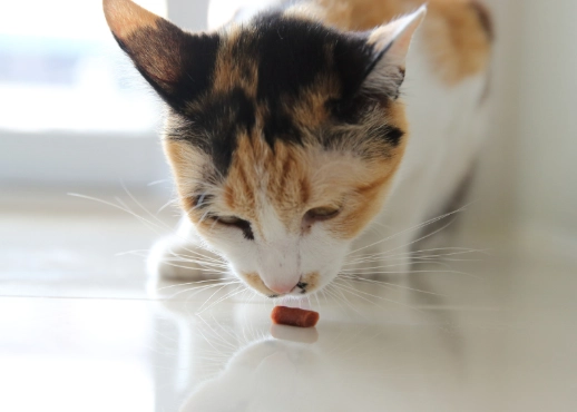 cat treats for weight loss