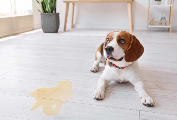 Brown Urine in Dogs: Causes, Diagnosis & What to Do