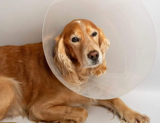 how long cone after neuter