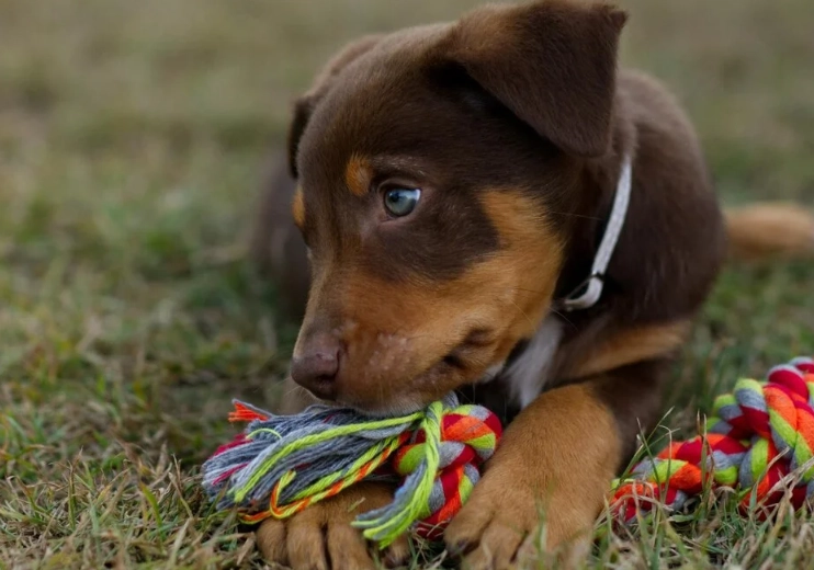 why do dogs like tug why do dogs like tug