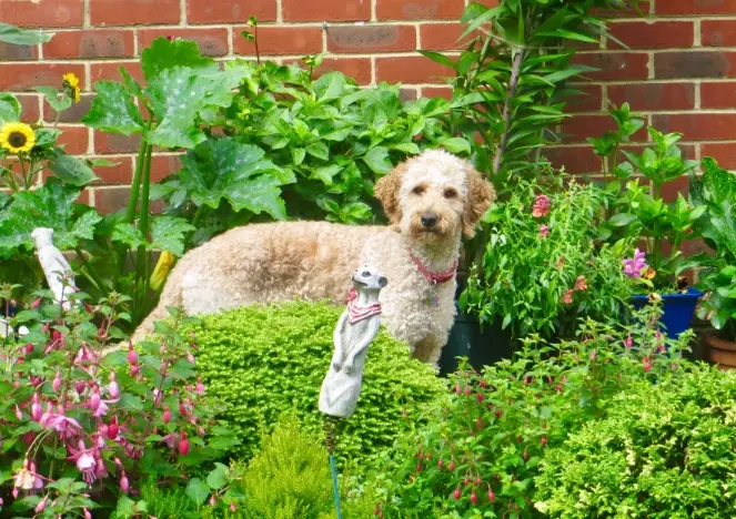 plants toxic to dogs