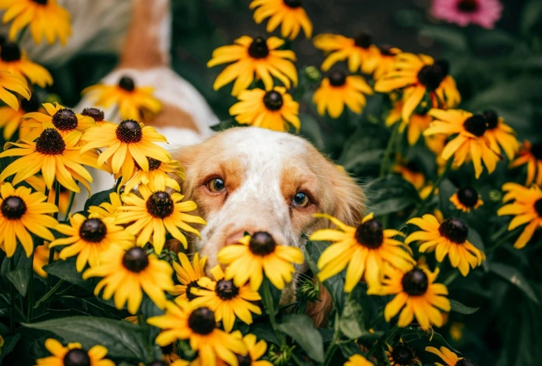 Dog Safe Flowers: The Ultimate Guide to a Pet-Friendly Garden