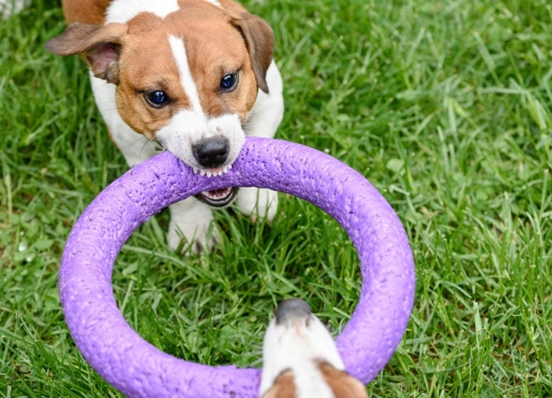 tug of war for dogs tug of war for dogs