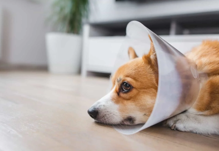 dog neuter cone removal time