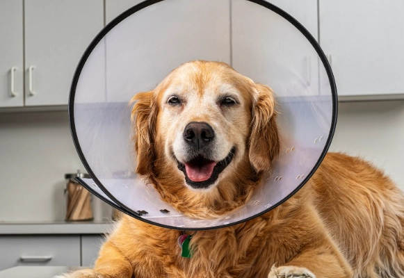 post neuter care for dogs