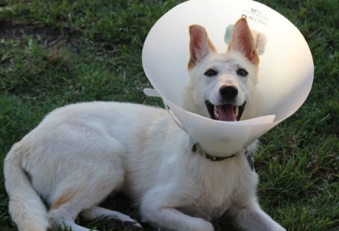 post neuter care for dogs