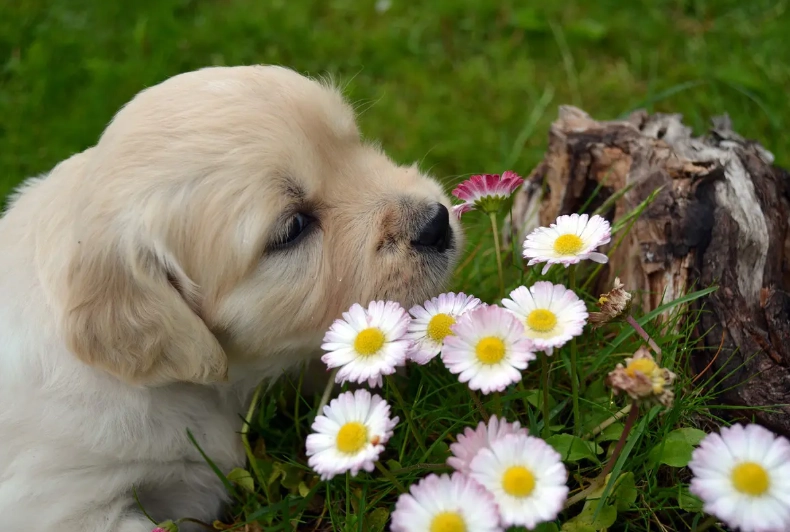 plants toxic to dogs