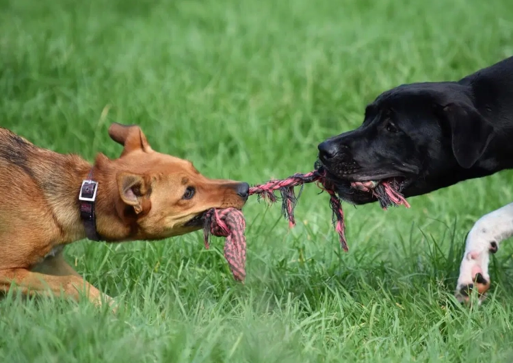 Why Dogs Love Tug of War: Instincts, Benefits & Safe Play