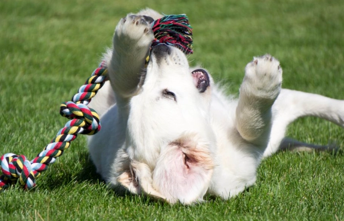 why do dogs like tug why do dogs like tug