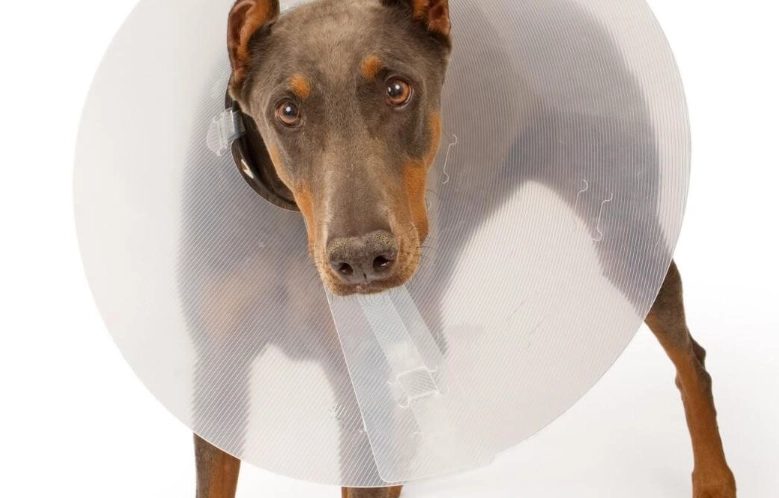 post neuter care for dogs