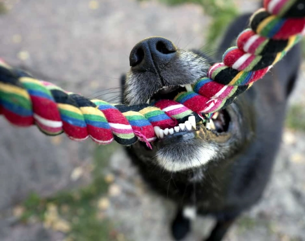 why do dogs like tug why do dogs like tug