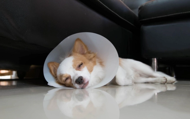 how long cone after neuter