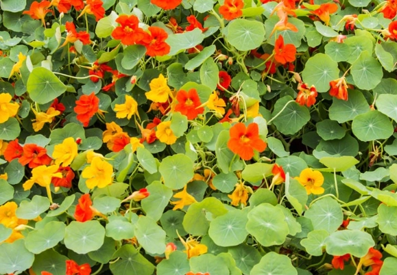 pet friendly flowers