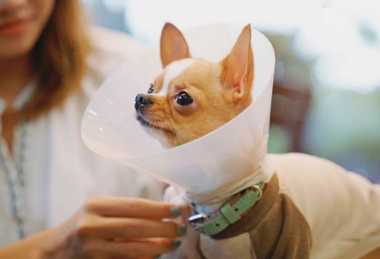 dog neuter cone removal time