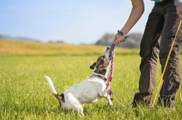 dog play behavior dog play behavior