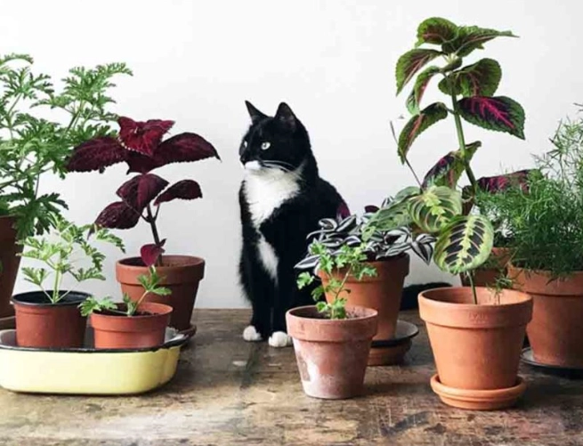 pet friendly houseplants