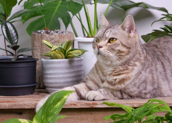 Cat-Safe Plants: A Complete Guide to Non-Toxic Greenery for Your Feline Friend