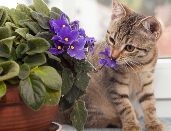 non toxic plants for cats