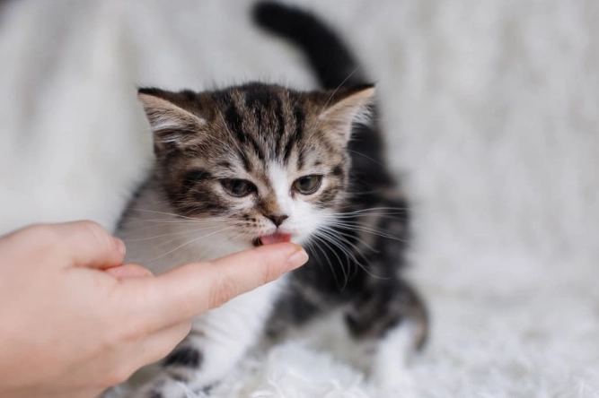 how to give treats to kittens how to give treats to kittens