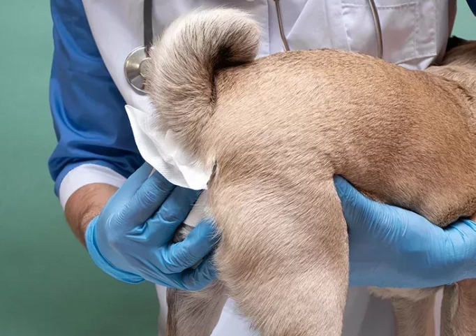 Infected Anal Glands in Dogs: A Complete Owner's Guide