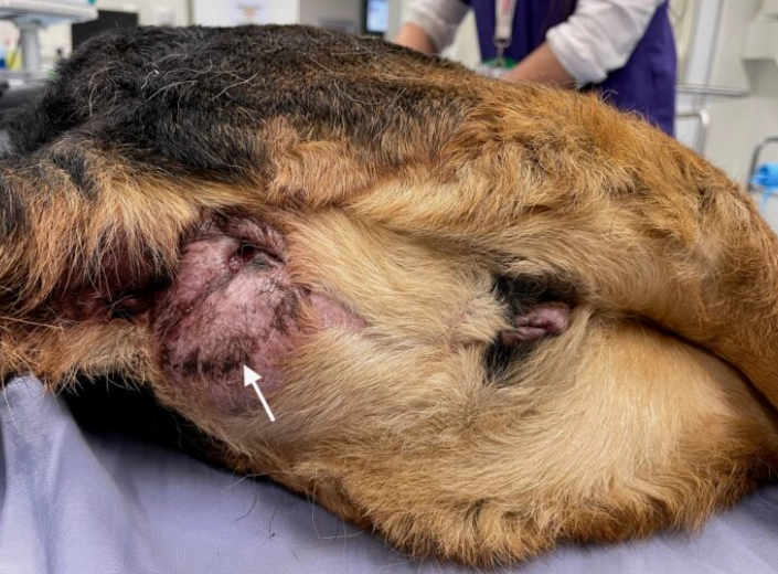 infected anal glands dog