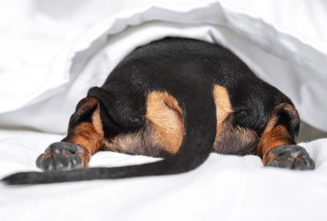 dog anal gland infection