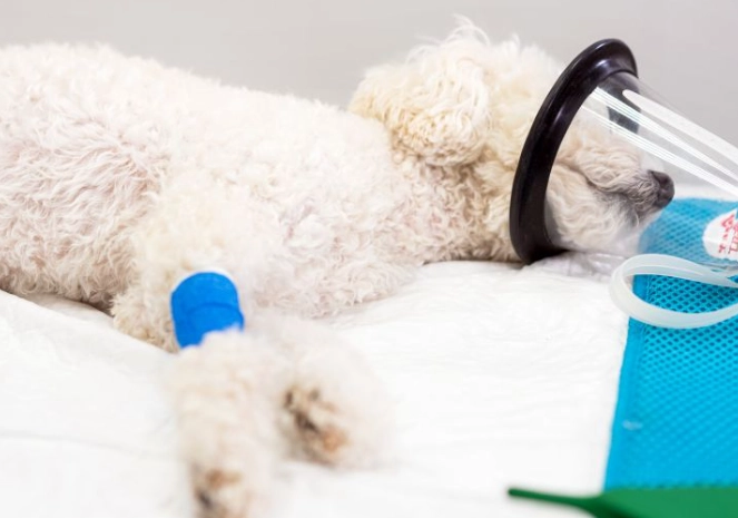 how to express dog anal glands