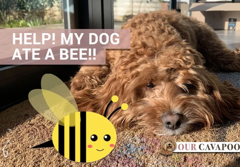 are bees poisonous to dogs