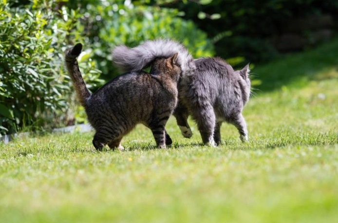 cat making biscuits meaning
