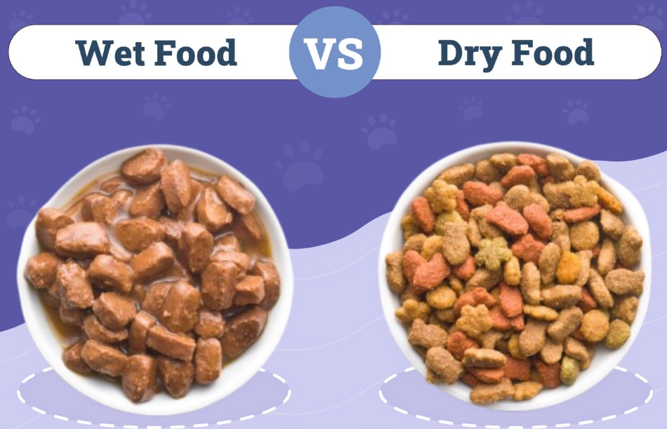 dry vs wet cat food