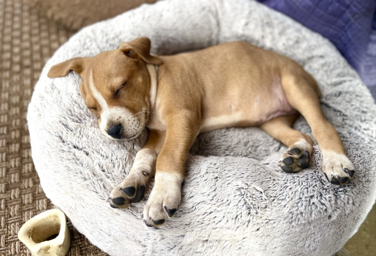 crate training puppy at night