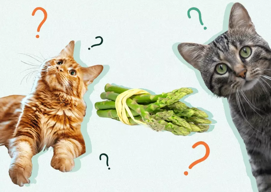 is asparagus safe for cats is asparagus safe for cats