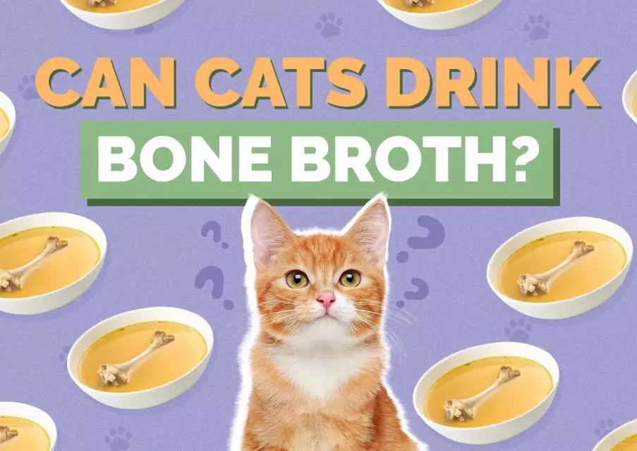 is chicken broth good for cats