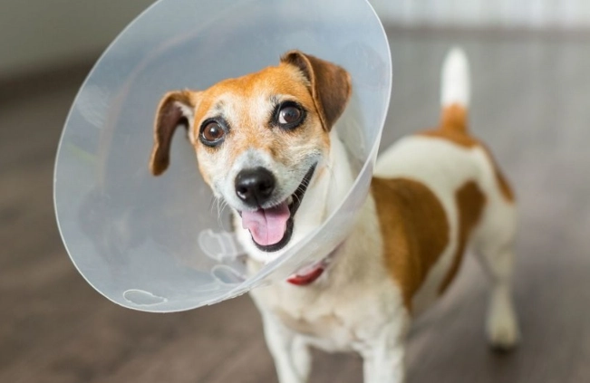 soft recovery collar soft recovery collar