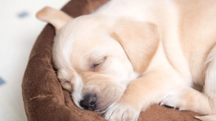 puppy sleep schedule