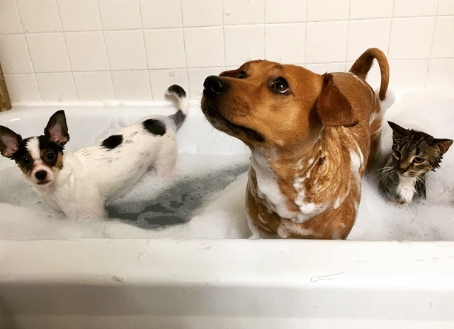 cat shampoo on dogs cat shampoo on dogs