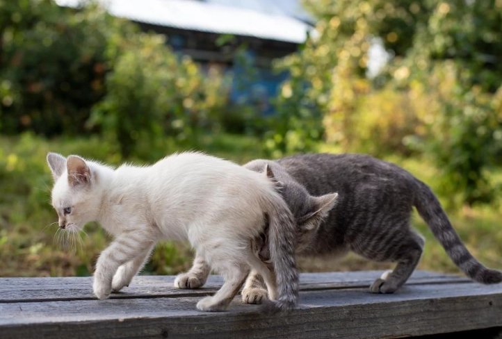 cat kneading behavior