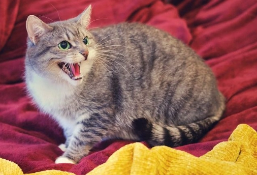 Cat Keeps Yowling? Here's What Your Cat Is Trying to Tell You