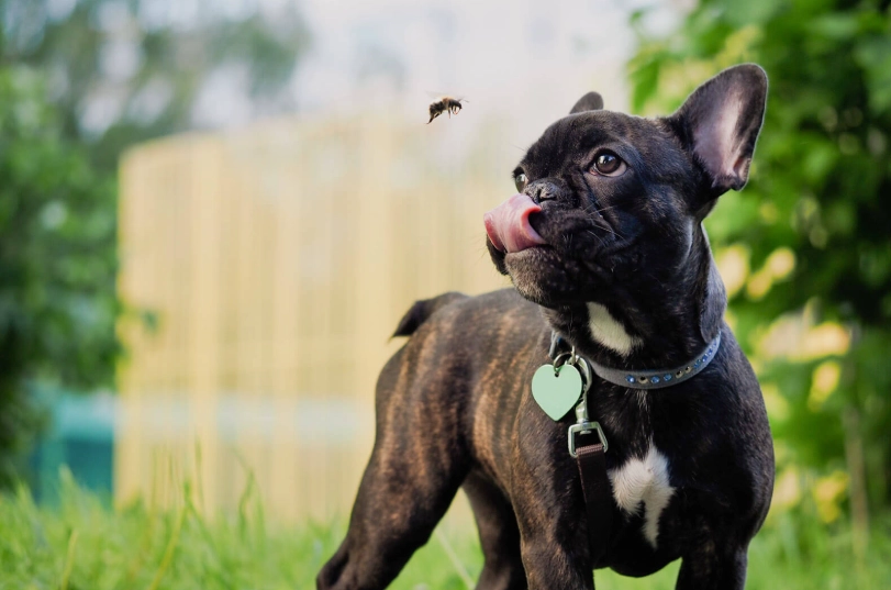dog stung by bee in mouth