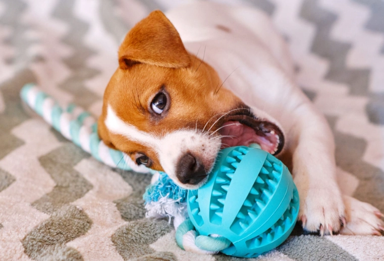 puppy teething toys puppy teething toys