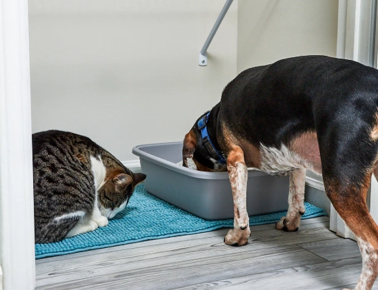 stop dog eating cat litter stop dog eating cat litter