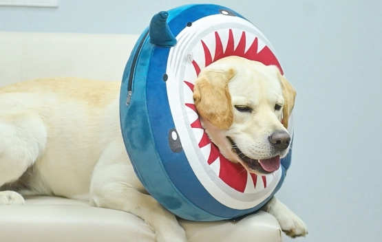 dog cone alternatives dog cone alternatives
