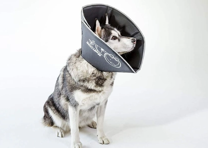 Humane & Effective Alternatives to the Dog Cone (Elizabethan Collar)