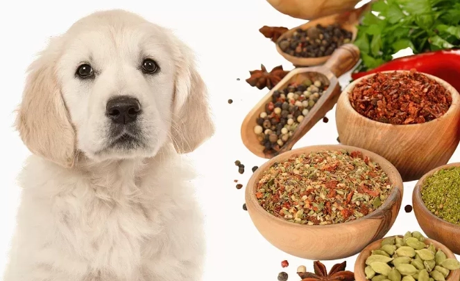 homemade dog food seasoning homemade dog food seasoning